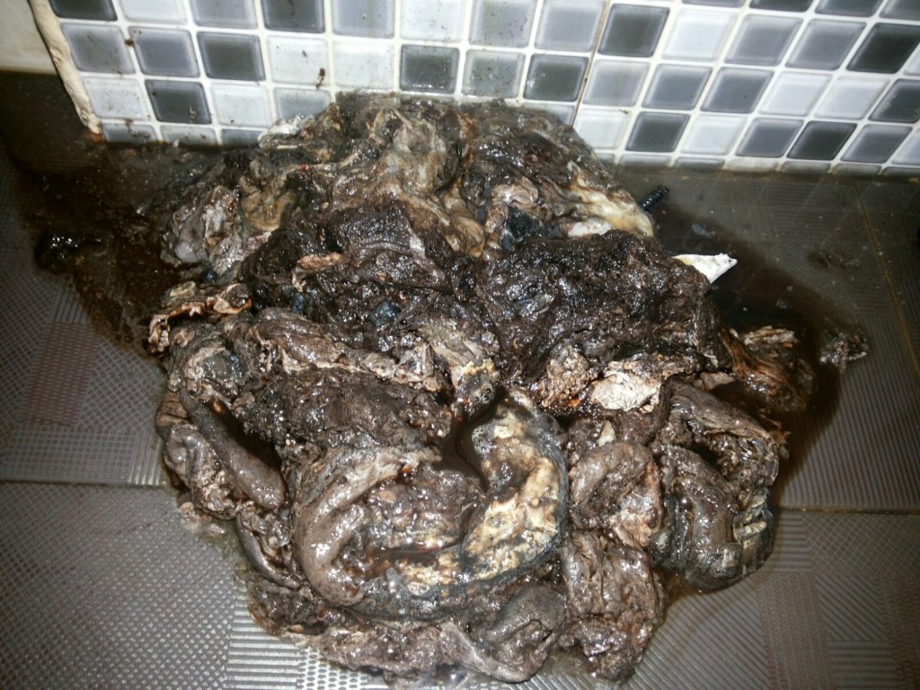 ular piton menyumbat paralon pipa mampet